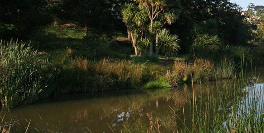 Existing and native ecologies and habitats should be protected and enhanced wherever possible. Image source: Water sensitive design for stormwater - Auckland Council. Image credit: Simon Devitt Photography.