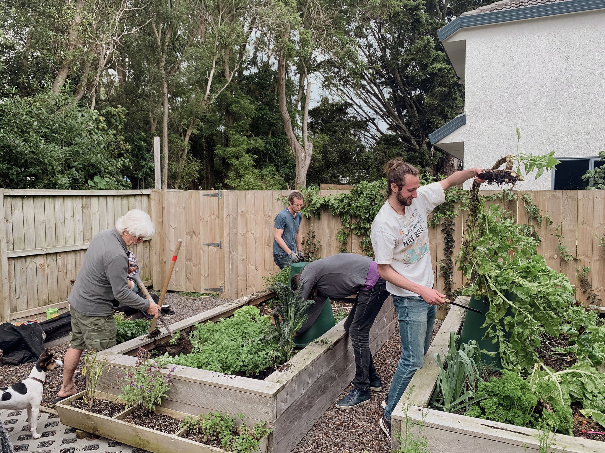 A group of people who live in the building working in the communal veggie garden.