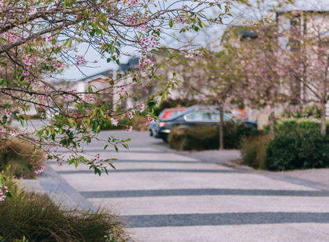 This local street is defined by different surface treatment that encourages slow vehicle speeds. Image credit: Boffa Miskell – Long Bay residential development.