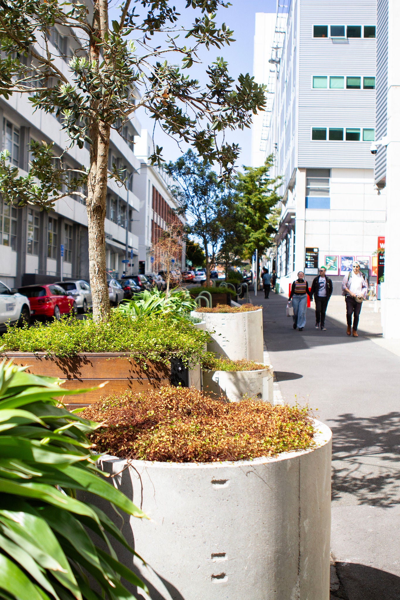Looking down St Paul street in downtown Auckland, there are cylindrical concrete planters with native plants like Renga Renga and pōkākā, alongside large wooden planters with Pohutukawa on new pavement where the road used to be. The AUT visual arts building is in the background. 